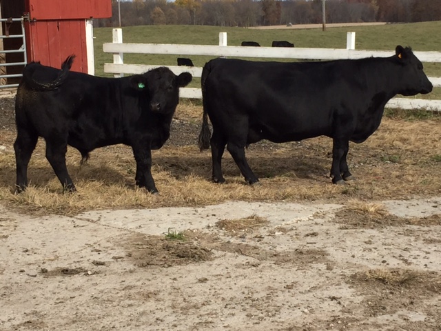 Oak Row Angus Cattle photo 22
